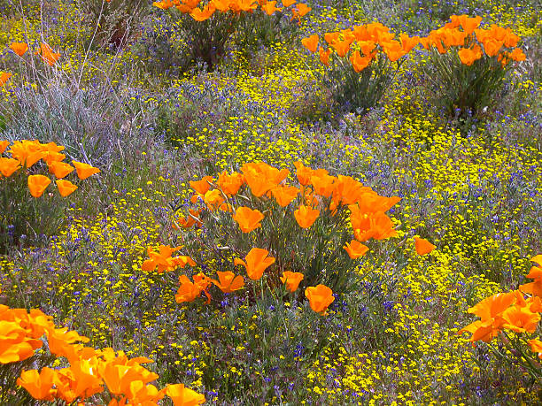 California Poppies in Sagebrush near Hemet California stock photo
