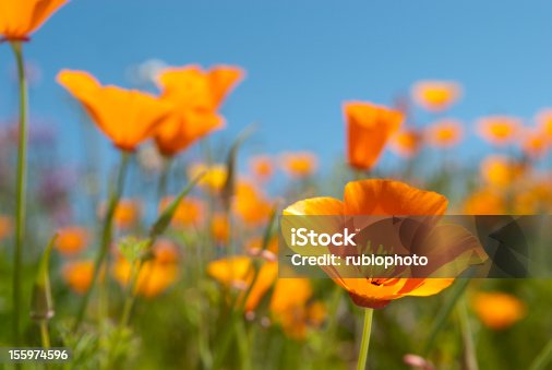 istock California Poppy Field 155974596