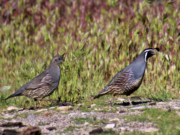 california quail pair cock and hen stock photo