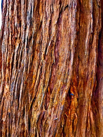 Closeup of the bark of a redwood tree