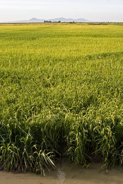 California Rice Field stock photo