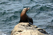 California Sea Lion (Zalophus Californianus) on a Rock, La Holla, California, USA