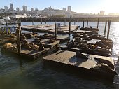 Sea Lions at Pier 39 at Fisherman's Wharf in San Francisco, California. USA
