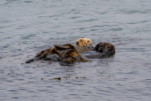 California Sea Otter (Enhydra lutris nereis) stock photo