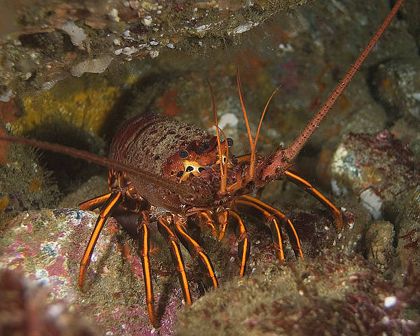 California Spiny Lobster stock photo