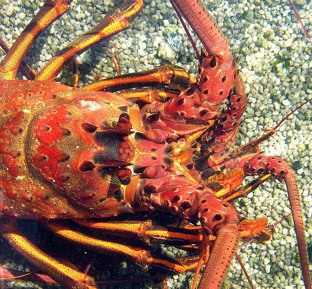 California Spiny Lobster Up Close stock photo