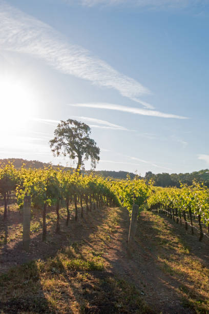 California Valley Oak tree in vineyard at sunrise in Paso Robles vineyard in the Central Valley of California United States stock photo