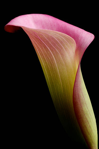 Calla Lily, Flower, Delicate, Isolated on Black, Abstract stock photo