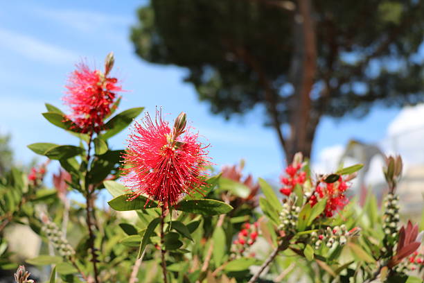 Callistemon, Bottlebrush flowers, native plant of Australia in Italy stock photo