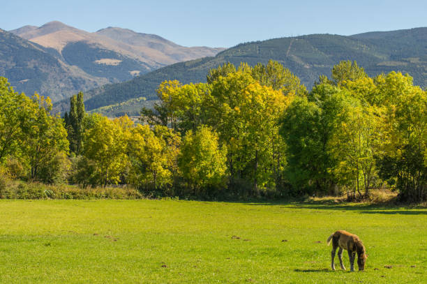 Calm pastures on the green fields of Cerdanya stock photo