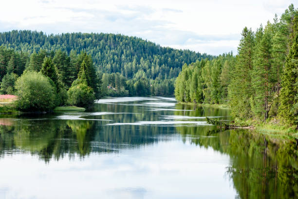 Calm river in woodland Calm river flowing gently through woodland landscape. Location River Lagen in Norway. freshwater stock pictures, royalty-free photos & images