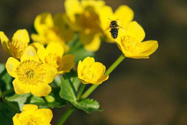 Caltha palustris / Sumpf-Dotterblume and the bee. Munich, Bavaria. stock photo