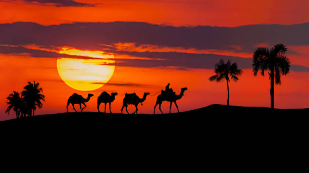 Camel caravan moving in the Sahara desert at sunset stock photo