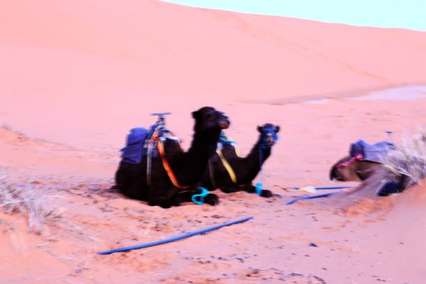 Camel caravan rest on desert sand in Sahara, Morocco stock photo