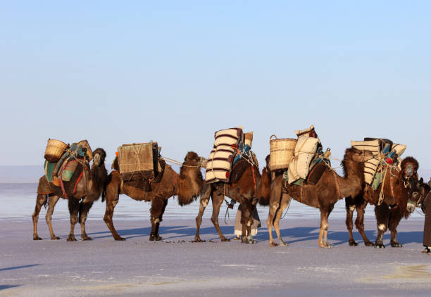 Camel caravan waiting on the shore of Salt Lake Türkiye'nin Konya şehrinde Tuz Gölü kıyısında bekleyen deve kervanı silk road stock pictures, royalty-free photos & images