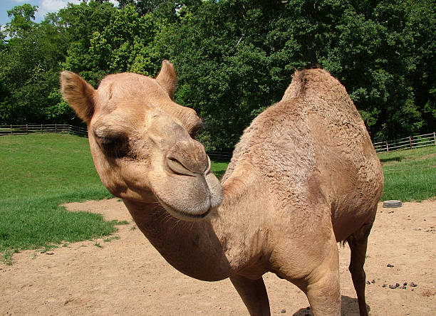 Funny Camel Pictures, Images and Stock Photos - iStock