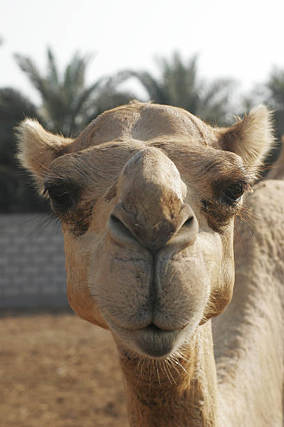 Camel Face stock photo