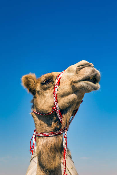 Camel Head Closeup Portrait in Desert. stock photo