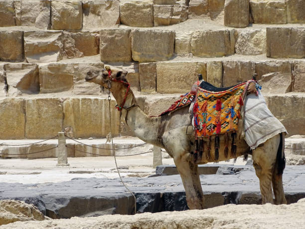 Camel in front of a pyramid stock photo