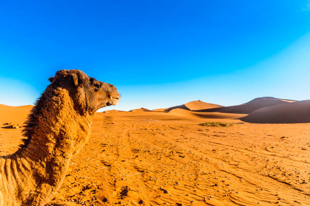 camel in front of sand dunes in the sahara desert next to mhamid - morocco - marrakech desert imagens e fotografias de stock
