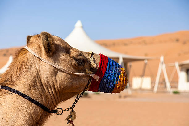 Camel in front of the desert camp in Oman stock photo