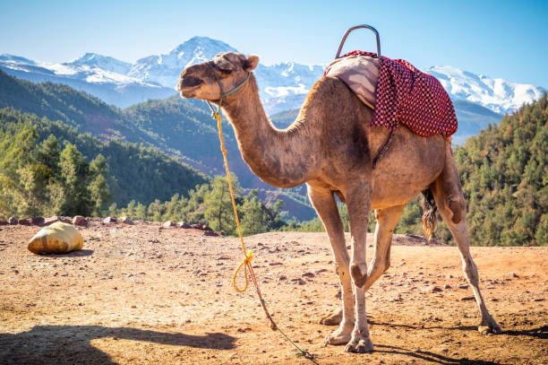 camel in ourika valley at the foot of high atlas moutains - marrakech desert imagens e fotografias de stock