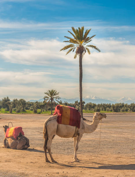 a camel in the constrating landscapes of marrakech, morocco - marrakech desert imagens e fotografias de stock
