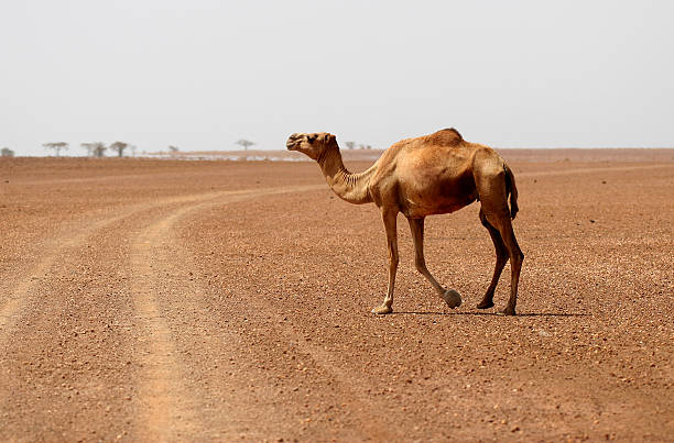 Camel In The Desert stock photo