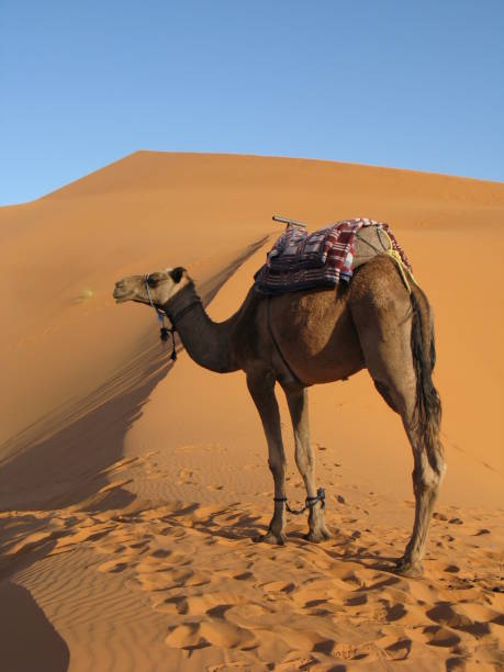 Camel in the middle of Sahara stock photo