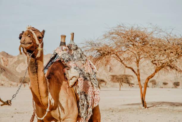 Camel in the Sinai Desert,Egypt stock photo