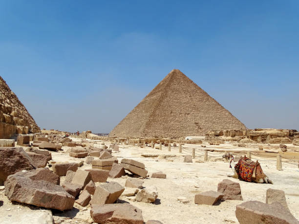 A camel next to the pyramids stock photo