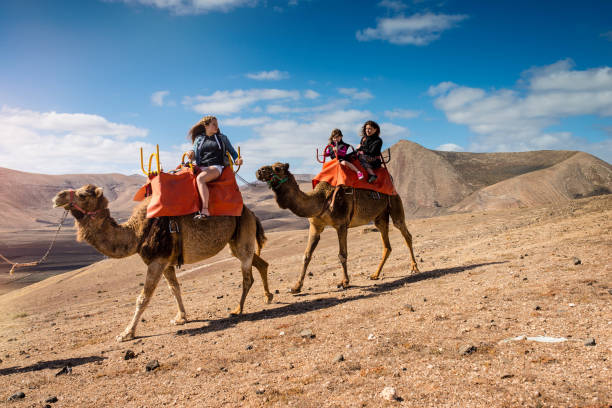 kamelridning vid solnedgången - desert cowgirl bildbanksfoton och bilder