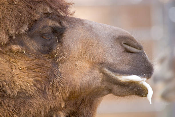 Camel Spit stock photo