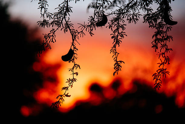 camel thorn at sunset stock photo