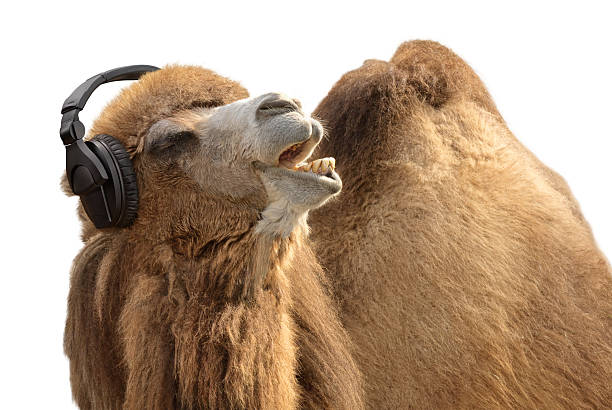 Camel with headphones singing passionately stock photo