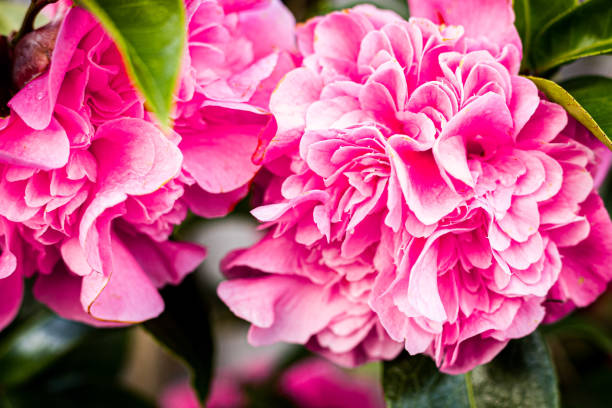 Camellia flowers stock photo