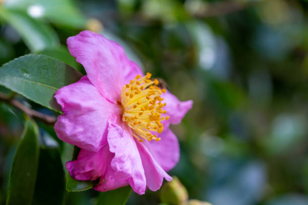Camellia Hiemalis stock photo