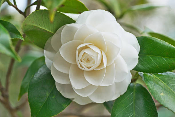 Camellia japonica Camellia japonica chigasaki stock pictures, royalty-free photos & images