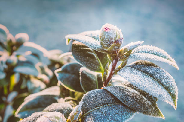 Camellia plant bud and leaves on a frost cold morning in winter stock photo