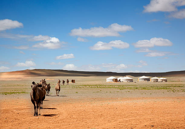 cammelli nel deserto dei gobi - gobi desert foto e immagini stock