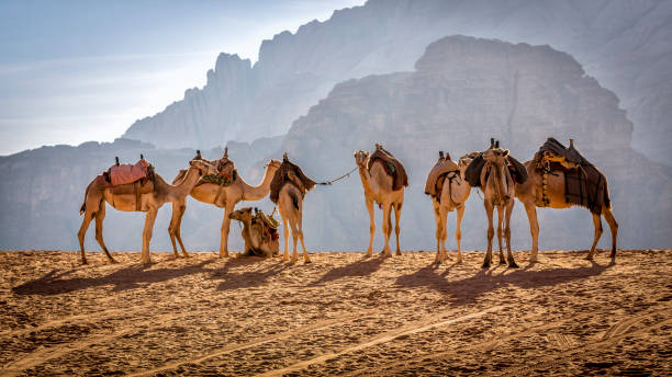 Camels in the Wadi Rum, Jordan Jordan - Middle East, Wadi Rum, Camel, Desert, Riding The Sahara Desert stock pictures, royalty-free photos & images