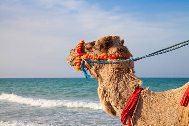 Camel's portrait with sea background stock photo