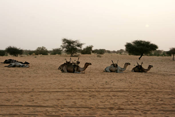 Camels sits in Mali Desert stock photo