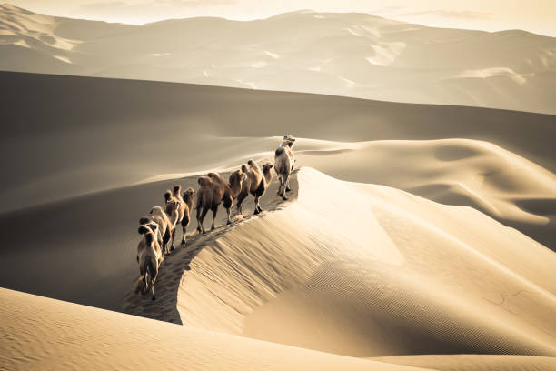 a pie de camellos en las dunas de arena - ruta de la seda fotografías e imágenes de stock