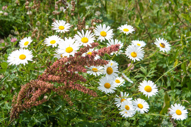 Camomiles in a wild meadow stock photo
