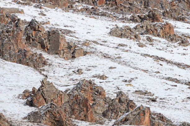 WILD Camouflaged Snow Leopard (Panthera Uncia) in Tibet walking on a mountain side stock photo