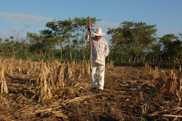 Campesino Planting Corn in Villaflores, Tabasco, stock photo