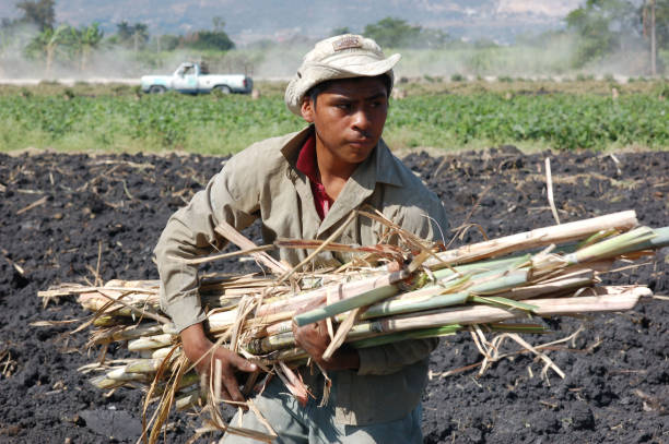 Campesinos Working in Tlalquiltenango, Morelos stock photo