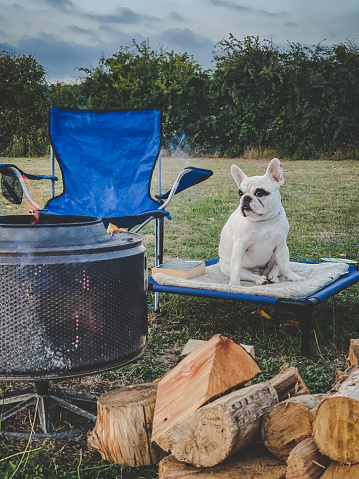 French Bulldog sitting by the campfire at a camp site during sunset