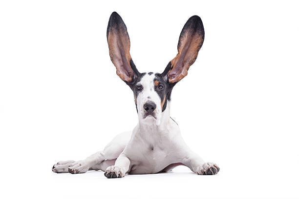 I can hear you Hunting Dog with flying ears human ear stock pictures, royalty-free photos & images